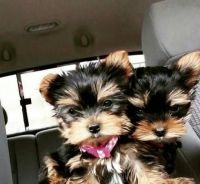 Yorkshire Terrier Puppies for sale in Maryland Ave SW, Washington, DC, USA. price: NA