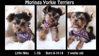 Yorkshire Terrier Puppies for sale in High Desert Rd, Victorville, CA 92392, USA. price: NA