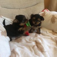 Yorkshire Terrier Puppies for sale in MN-7, Minnesota, USA. price: NA