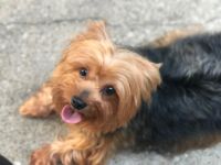 Yorkshire Terrier Puppies for sale in Gillespie, IL 62033, USA. price: NA
