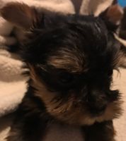 Yorkshire Terrier Puppies for sale in Long Beach, CA 90805, USA. price: NA