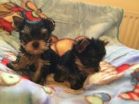 Yorkshire Terrier Puppies for sale in Polk City, FL 33868, USA. price: NA