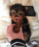 Yorkshire Terrier Puppies for sale in Dallas, TX 75206, USA. price: NA
