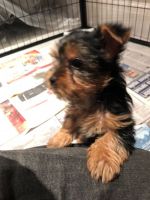 Yorkshire Terrier Puppies for sale in Los Angeles, Californie, États-Unis. price: NA
