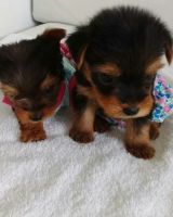 Yorkshire Terrier Puppies for sale in Manhattan, New York, NY, USA. price: NA