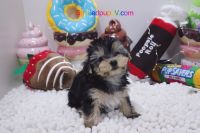 Yorkshire Terrier Puppies for sale in Las Vegas, NV 89178, USA. price: NA