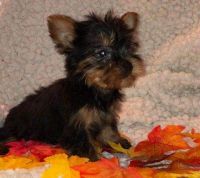 Yorkshire Terrier Puppies for sale in Oak Park, IL, USA. price: NA