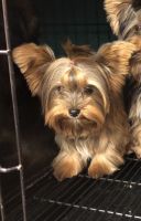 Yorkshire Terrier Puppies for sale in Lehigh Acres, FL, USA. price: NA