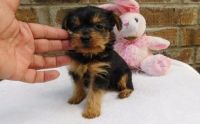 Yorkshire Terrier Puppies for sale in Little Rock, AR 72206, USA. price: NA