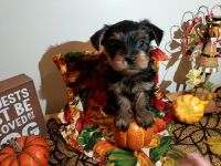 Yorkshire Terrier Puppies for sale in St Johns, MI 48879, USA. price: NA