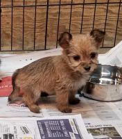 Yorkshire Terrier Puppies for sale in Brighton, MI 48116, USA. price: NA