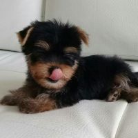Yorkshire Terrier Puppies for sale in Manhattan, New York, NY, USA. price: NA