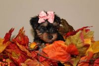 Yorkshire Terrier Puppies for sale in San Francisco, CA, USA. price: NA