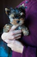 Yorkshire Terrier Puppies for sale in Luisa St, Santa Fe, NM 87505, USA. price: NA