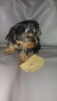Yorkshire Terrier Puppies for sale in Winston-Salem, NC 27107, USA. price: NA