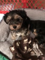Yorkshire Terrier Puppies for sale in Oak Park, MI 48237, USA. price: NA
