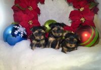 Yorkshire Terrier Puppies for sale in Cleveland, OH, USA. price: NA
