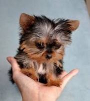 Yorkshire Terrier Puppies for sale in 352-360 Boylston St, Boston, MA 02116, USA. price: NA