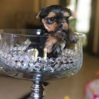 Yorkshire Terrier Puppies for sale in Penn Ave, Pittsburgh, PA, USA. price: NA