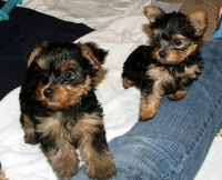 Yorkshire Terrier Puppies for sale in Bakersfield, CA 93301, USA. price: NA