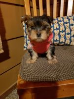 Yorkshire Terrier Puppies for sale in Albertville, MN, USA. price: NA