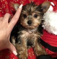 Yorkshire Terrier Puppies for sale in Denver, CO 80219, USA. price: NA