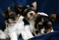 Yorkshire Terrier Puppies for sale in 2001 Market St, Philadelphia, PA 19103, USA. price: NA
