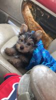 Yorkshire Terrier Puppies for sale in Vinton, VA 24179, USA. price: NA