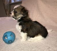 Yorkshire Terrier Puppies for sale in Hawaiian Gardens, CA, USA. price: NA