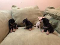 Yorkshire Terrier Puppies for sale in 10001 S Michigan Ave, Chicago, IL 60628, USA. price: NA