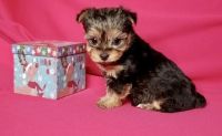 Yorkshire Terrier Puppies for sale in Boston, MA 02109, USA. price: NA