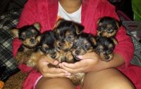 Yorkshire Terrier Puppies for sale in University Ave, Charlottesville, VA 22903, USA. price: NA
