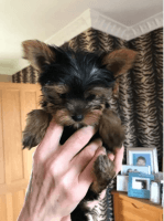 Yorkshire Terrier Puppies for sale in Colorado Springs, CO, USA. price: NA