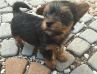 Yorkshire Terrier Puppies for sale in Kentucky Oaks Dr, Las Vegas, NV 89117, USA. price: NA