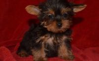 Yorkshire Terrier Puppies for sale in Albuquerque, NM 87125, USA. price: NA