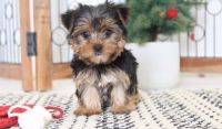 Yorkshire Terrier Puppies for sale in Phoenix, AZ 85024, USA. price: NA