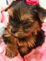 Yorkshire Terrier Puppies for sale in Spring Valley, CA, USA. price: NA