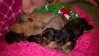 Yorkshire Terrier Puppies for sale in 3678 Mt Solomon Rd NW, Corydon, IN 47112, USA. price: NA
