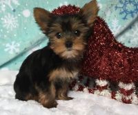 Yorkshire Terrier Puppies for sale in Bexley, OH 43209, USA. price: NA
