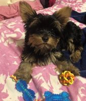 Yorkshire Terrier Puppies for sale in Clifton, NJ 07013, USA. price: NA