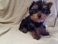 Yorkshire Terrier Puppies for sale in Jackson, MS 39206, USA. price: NA