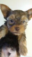 Yorkshire Terrier Puppies for sale in Shelbyville, IN 46176, USA. price: NA