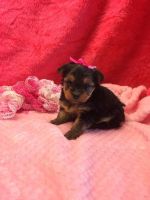 Yorkshire Terrier Puppies for sale in Coweta, OK, USA. price: NA