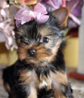 Yorkshire Terrier Puppies for sale in Tennyson St, Denver, CO, USA. price: NA