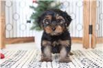 Yorkshire Terrier Puppies for sale in 463 Greenwich St, New York, NY 10013, USA. price: NA