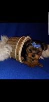 Yorkshire Terrier Puppies for sale in Columbus, IN, USA. price: NA