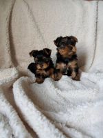 Yorkshire Terrier Puppies for sale in University Ave, Charlottesville, VA 22903, USA. price: NA