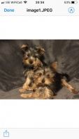Yorkshire Terrier Puppies for sale in Colorado Springs, CO 80903, USA. price: NA