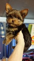 Yorkshire Terrier Puppies for sale in Shelbyville, IN 46176, USA. price: NA