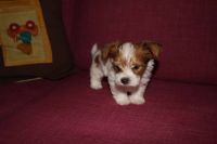 Yorkshire Terrier Puppies for sale in Boies Ave, Davenport, IA 52802, USA. price: NA